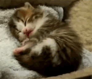 pipi dans le lit chaton