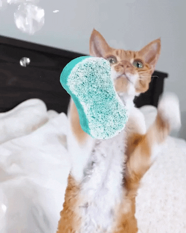 chat qui nettoie