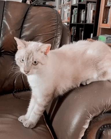 chat qui urine sur le canapé